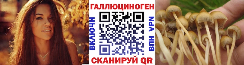 Галлюциногенные грибы Psilocybine cubensis  Узловая 